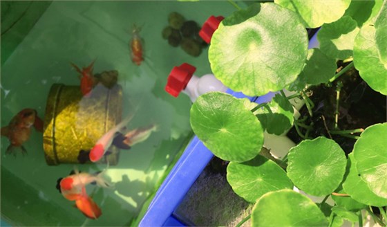 周轉箱做魚缸養魚