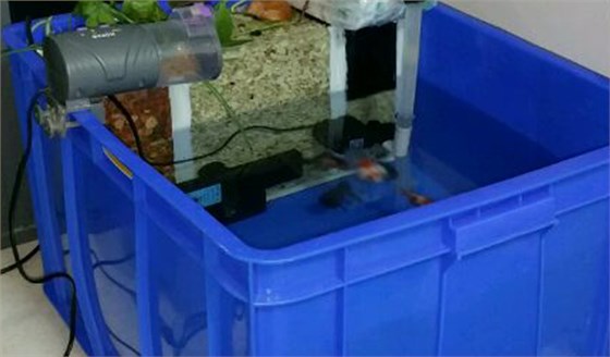 周轉箱做魚缸養魚