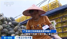 徐聞菠蘿豐收