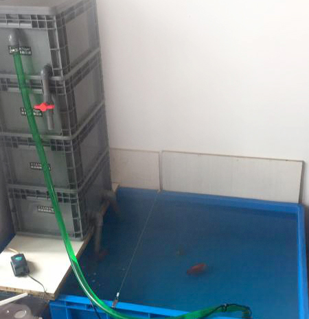周轉(zhuǎn)箱養(yǎng)魚靠譜嗎?怕漏水看這里 周轉(zhuǎn)箱養(yǎng)魚靠譜嗎?怕漏水看這里