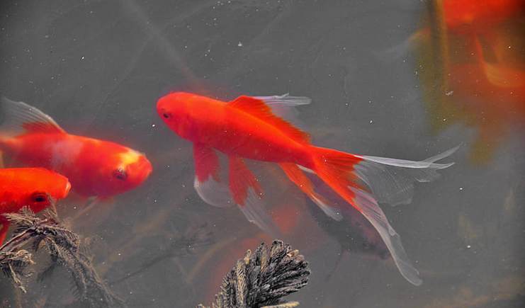 周轉箱養什么好?周轉箱能養什么品種的魚?