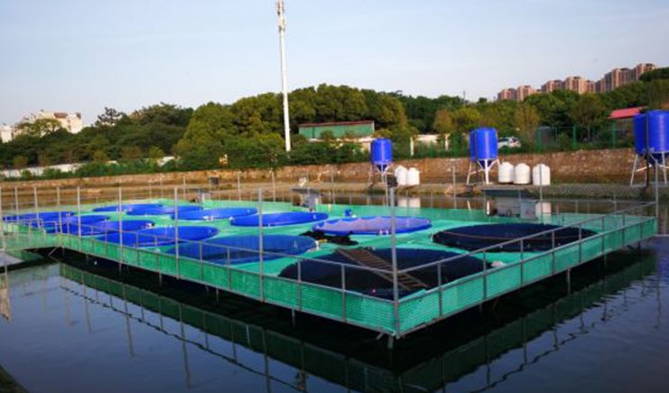 PE塑料大桶里養殖水產，居然這樣好，難怪養殖賺錢