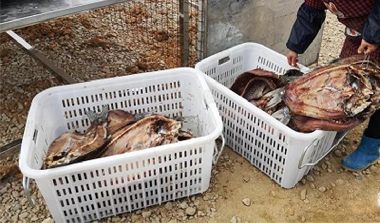 脫貧攻堅(jiān),500畝魚(yú)塘大豐收!塑料筐助力新銷售模式,能增收10%!