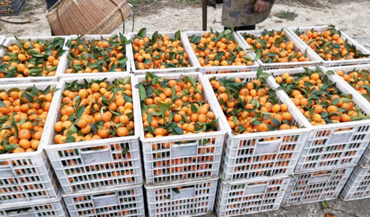 塑料筐屬于什么材料?看看專家怎么說!