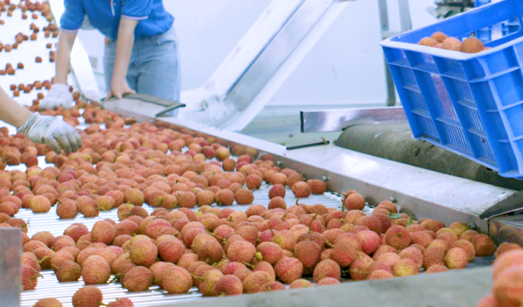 荔枝大豐收!塑料筐分揀流水線和冷鏈運輸自動化,助力脫貧攻堅!