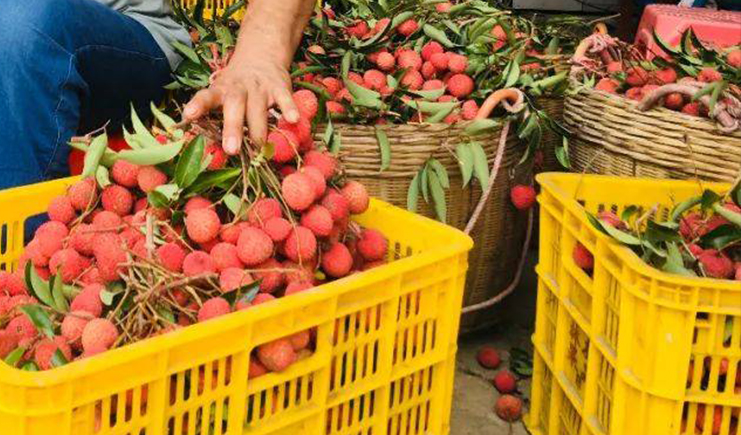 塑料筐的種類有哪些?看看塑料筐廠家老師傅的分析