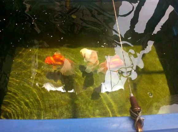 周轉(zhuǎn)箱養(yǎng)魚有毒嗎? 周轉(zhuǎn)箱養(yǎng)魚有毒嗎?