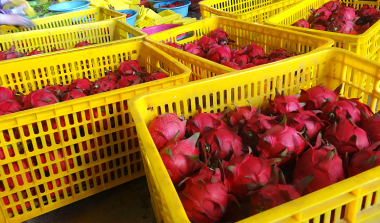 火龍果在冷庫能放多少時間?選對溫濕度、冷庫托盤和塑料筐很重要!