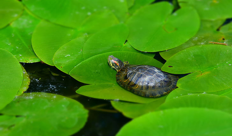 周轉箱養龜用什么顏色好？