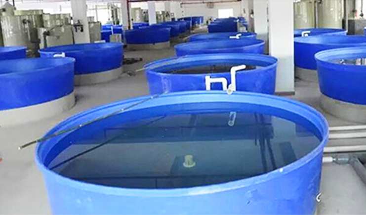 塑料桶可以養(yǎng)魚嗎？塑料桶養(yǎng)魚的6大問(wèn)答！看看專家怎么說(shuō)？