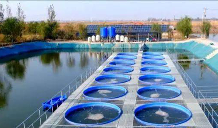 圓桶養(yǎng)魚真的能賺錢嗎？年利潤48萬，水產(chǎn)養(yǎng)殖助力鄉(xiāng)村產(chǎn)業(yè)振興